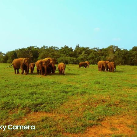 Minneriya Jeep Safari Habarana Luaran gambar